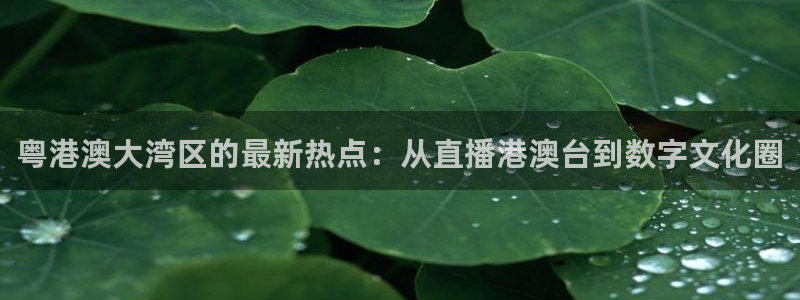 so米赛事直播：粤港澳大湾区的最新热点：从直播港澳台到数字文化圈